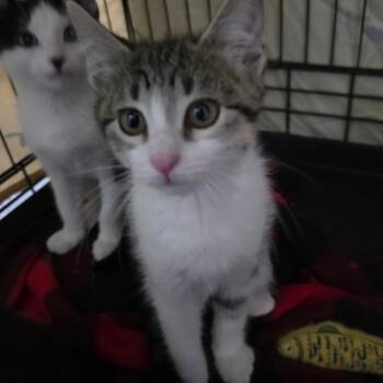 YZMA -  Domestic Short Hair Cat Available for Adoption in Kyle, Texas - YZMA | PetCurious