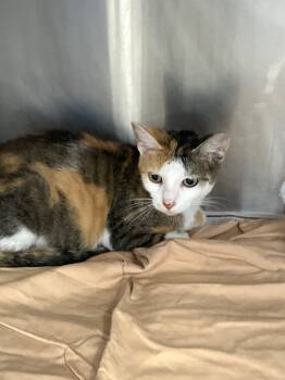 Rescue Domestic Short Hair Cats for Adoption in Angola, Indiana - Begonia | PetCurious