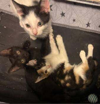 ESPRESSO -  Domestic Short Hair Cat for Adoption in Tustin, California - ESPRESSO | PetCurious