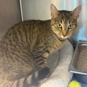 Nova -  Domestic Short Hair Cat for Adoption in Englewood, Florida - Nova | PetCurious