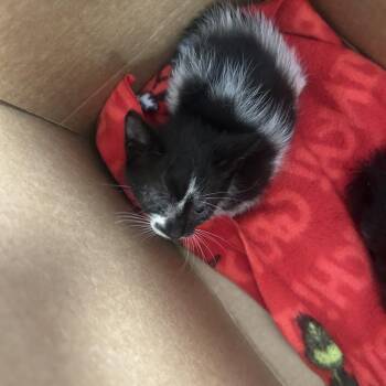 Pick -  Domestic Short Hair Cat for Adoption in Philadelphia, Pennsylvania - Pick | PetCurious