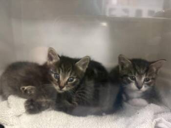 Zinnia -  Domestic Short Hair Cat for Adoption in New York, New York - Zinnia | PetCurious