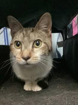 Domestic Short Hair Cats Available for Adoption - Jupiter | PetCurious