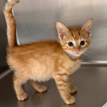 Glory -  Domestic Short Hair Cat for Adoption in Blairsville, Georgia - Glory | PetCurious