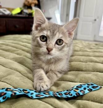 Rescue Domestic Short Hair Cats for Adoption in Fort Worth, Texas - Loki (pre Adopt) | PetCurious
