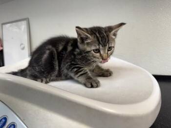 SPARKLE CADET -  Domestic Short Hair Cat for Adoption in Antioch, California - SPARKLE CADET | PetCurious