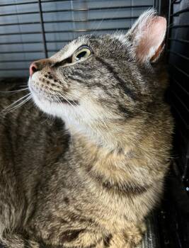 Muffin -  Domestic Short Hair Cat for Adoption in Taycheedah, Wisconsin - Muffin | PetCurious