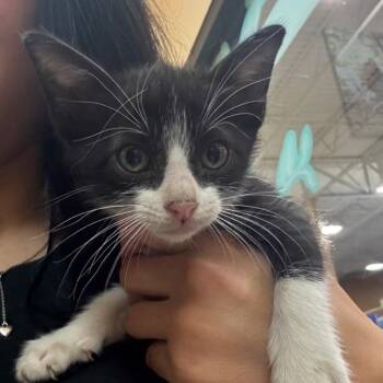 FWT Maddy -  Domestic Short Hair Cat for Adoption in Midland, Texas - FWT Maddy | PetCurious