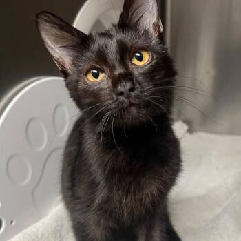 Kimchi -  Domestic Short Hair Cat for Adoption in Antioch, California - Kimchi | PetCurious