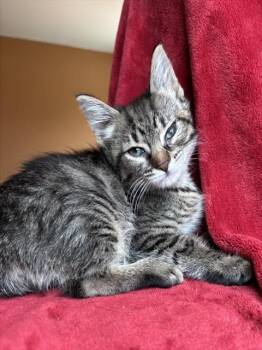 BUCATINI -  Domestic Short Hair Cat for Adoption in Louisville, Kentucky - BUCATINI | PetCurious