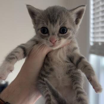Finch -  Domestic Short Hair Cat Available for Adoption in Inman, South Carolina - Finch | PetCurious