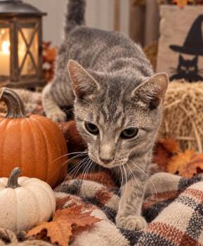 Joe Flacco -  Domestic Short Hair Cat for Adoption in Ashville, Ohio - Joe Flacco | PetCurious