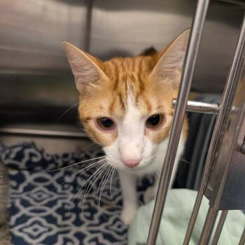 Baba -  Domestic Short Hair Cat for Adoption in Emporia, Kansas - Baba | PetCurious