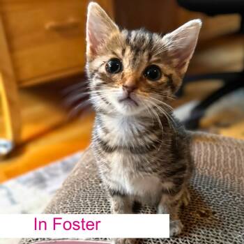 Gigi -  Domestic Short Hair Cat for Adoption in Chapel Hill, North Carolina - Gigi | PetCurious