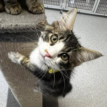 George - Super Affectionate Fluff Ball -  Tabby Cat for Adoption in Hoquiam, Washington - George - Super Affectionate Fluff Ball | PetCurious