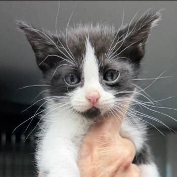 Domestic Short Hair Cats Available for Adoption in Bulverde, Texas - Pandora | PetCurious