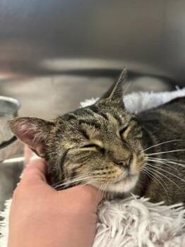 Domestic Short Hair Cats Available for Adoption in Schenectady, New York - Tootsieroll | PetCurious