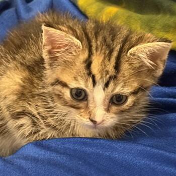 Jasmine -  Domestic Short Hair Cat for Adoption in Huntsville, Alabama - Jasmine | PetCurious