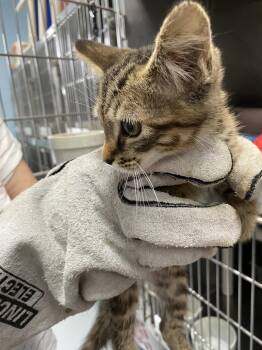 Orion - At shelter -  Domestic Short Hair Cat for Adoption in Rustburg, Virginia - Orion - At Shelter | PetCurious