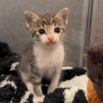 Tria -  Domestic Short Hair Cat for Adoption in Nashville, Tennessee - Tria | PetCurious