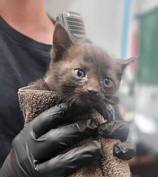 Domestic Short Hair Cats Available for Adoption in Nashville, Tennessee - Otter | PetCurious