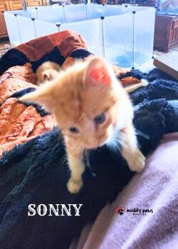 Farm Boys:  Sonny -  Domestic Short Hair Cat for Adoption in Council Bluffs, Iowa - Farm Boys:  Sonny | PetCurious