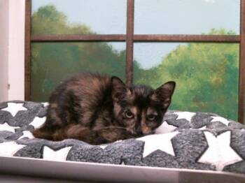 MICHA -  Domestic Short Hair Cat for Adoption in Houston, Texas - MICHA | PetCurious