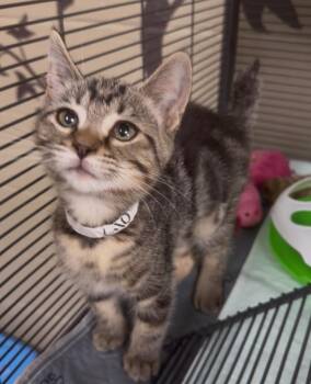 Lilo -  Domestic Short Hair Cat for Adoption in Blountville, Tennessee - Lilo | PetCurious