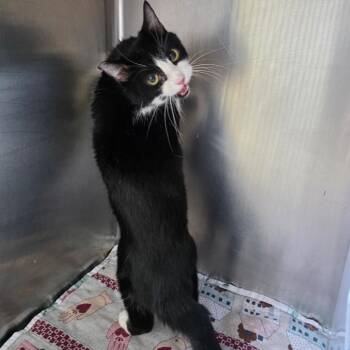 Annie -  Domestic Short Hair Cat for Adoption in Eureka Springs, Arkansas - Annie | PetCurious