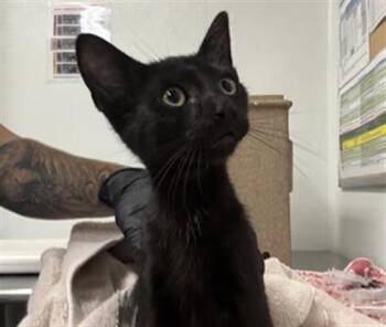 A883883 -  Domestic Short Hair Cat for Adoption in Camarillo, California - A883883 | PetCurious