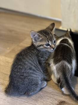 Aang -  Domestic Short Hair Cat for Adoption in Grand Rapids, Michigan - Aang | PetCurious