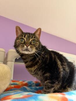 Fluffy 2.0 -  Domestic Short Hair Cat for Adoption in Cambridge, Maryland - Fluffy 2.0 | PetCurious