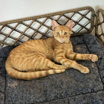 Sun -  Domestic Short Hair Cat for Adoption in Carencro, Louisiana - Sun | PetCurious