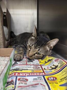 Rescue Domestic Short Hair Cats for Adoption in Burbank, California - PLINKO | PetCurious