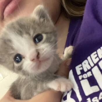 Frankie -  Domestic Short Hair Cat for Adoption in Houston, Texas - Frankie | PetCurious