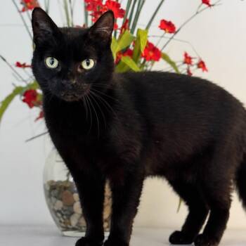 Domestic Short Hair Cats Available for Adoption in Syosset, New York - Pepper  | PetCurious
