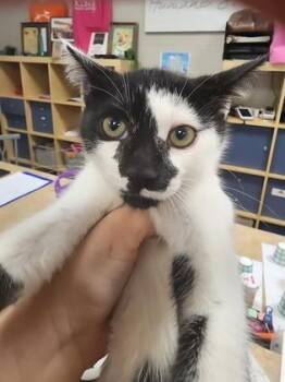 Milo $75 fostered -  Domestic Short Hair Cat for Adoption in Seneca, South Carolina - Milo $75 Fostered | PetCurious