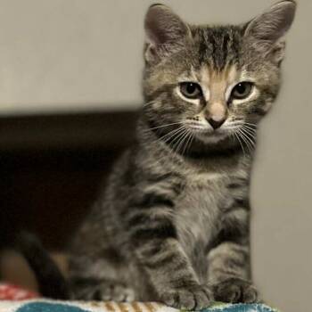 Rescue Domestic Short Hair Cats for Adoption in Fort Worth, Texas - Specter | PetCurious