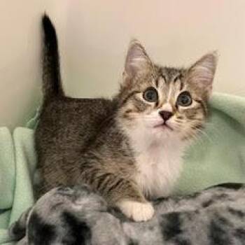 Tabby Cats Available for Adoption in Green Valley, Arizona - Cowabunga | PetCurious