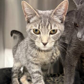 Brittney -  Domestic Short Hair Cat for Adoption in Spokane, Washington - Brittney | PetCurious