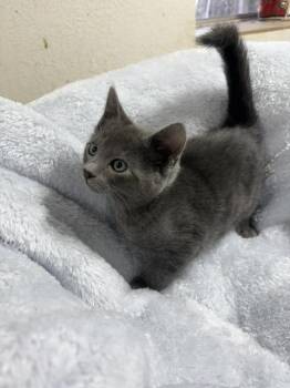Nikolai -  Russian Blue Cat for Adoption in Santa Cruz, California - Nikolai | PetCurious