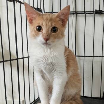 Rescue Domestic Short Hair Cats for Adoption in Fort Lauderdale, Florida - Folgers | PetCurious