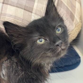 Hollyleaf -  Domestic Short Hair Cat for Adoption in League City, Texas - Hollyleaf | PetCurious