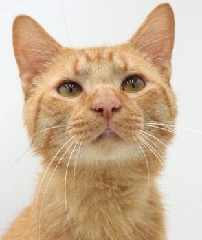 Hugo is our hunky orange dream boy - therapy cat sweet - VIDEOS -  Tabby Cat for Adoption in Bedford Hills, New York - Hugo Is Our Hunky Orange Dream Boy - Therapy Cat Sweet - VIDEOS | PetCurious