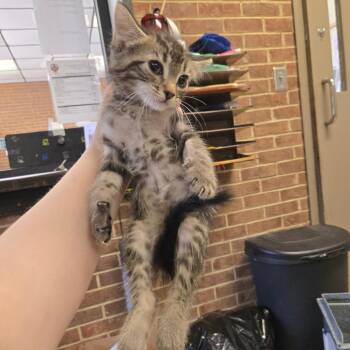 Azriel -  Domestic Medium Hair Cat for Adoption in Birmingham, Alabama - Azriel | PetCurious