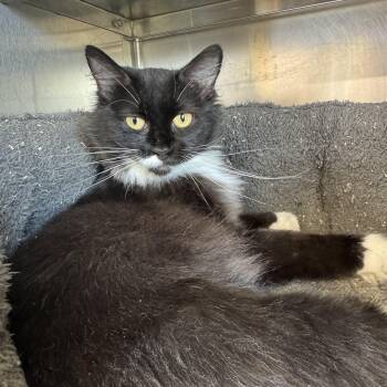 Mama -  Domestic Medium Hair Cat for Adoption in Woodbridge, Connecticut - Mama | PetCurious