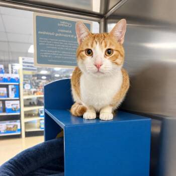 Charlie L -  Domestic Short Hair Cat for Adoption in Fresno, California - Charlie L | PetCurious