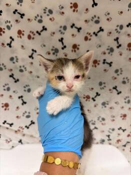 PEBBLE -  Domestic Short Hair Cat for Adoption in Riverside, California - PEBBLE | PetCurious