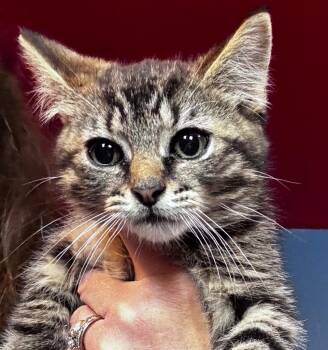 Wynonna Brea -  Domestic Short Hair Cat for Adoption in Gorham, Maine - Wynonna Brea | PetCurious