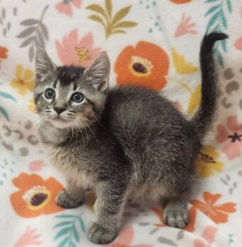 William -  Domestic Short Hair Cat for Adoption in Little Rock, Arkansas - William | PetCurious